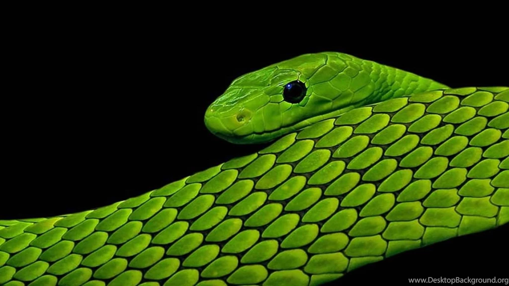 Beautiful Garter Snake Hd Desktop Wallpapers For Backgrounds Full ...