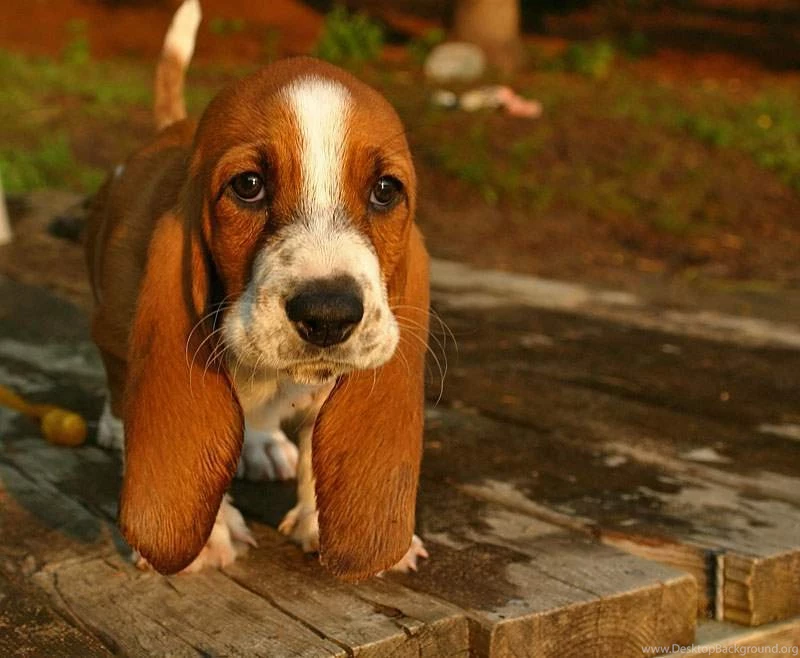 Basset Hound Sleeping Wallpaper. Desktop Background