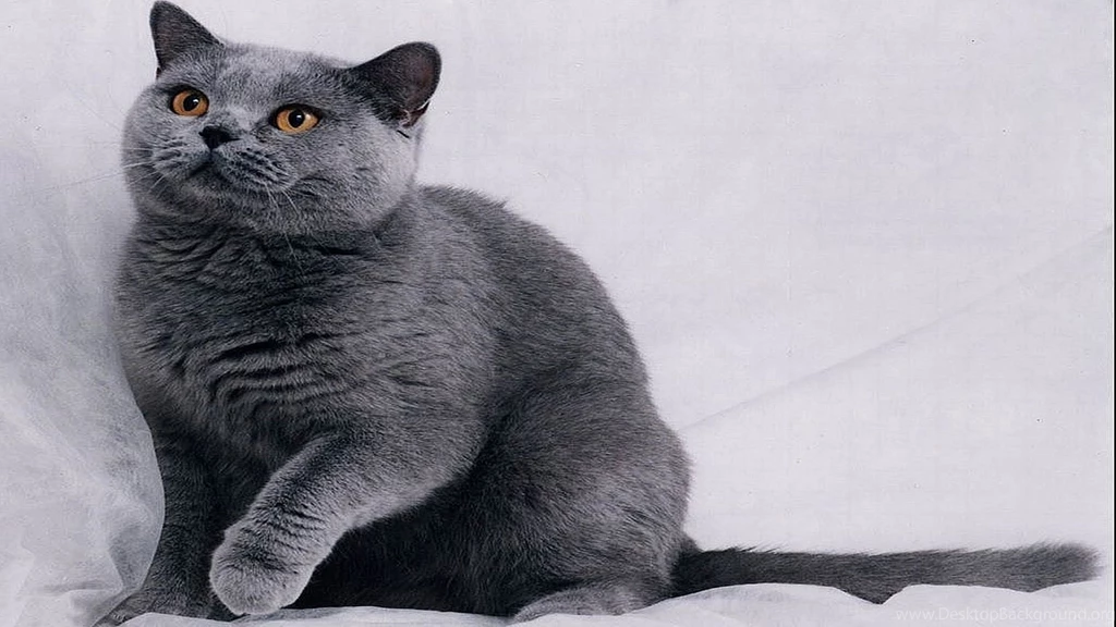 50 Free HD Cat Wallpapers