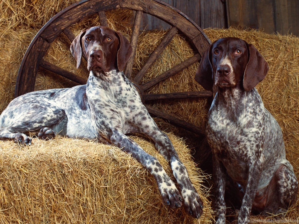 Dogs Kurzhaar Vorstehhund German Shorthaired Pointer Wallpapers ...