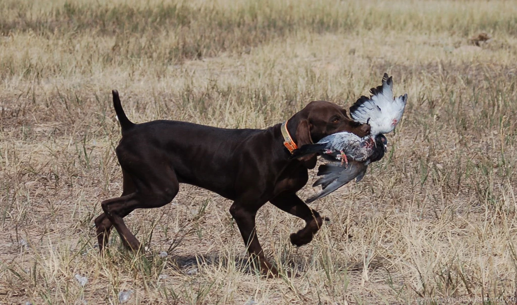 german shorthaired pointer life expectancy        
        <figure class=