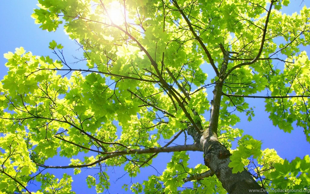 Download Sunny Tree Branches Wallpapers Plants Nature Wallpapers ...