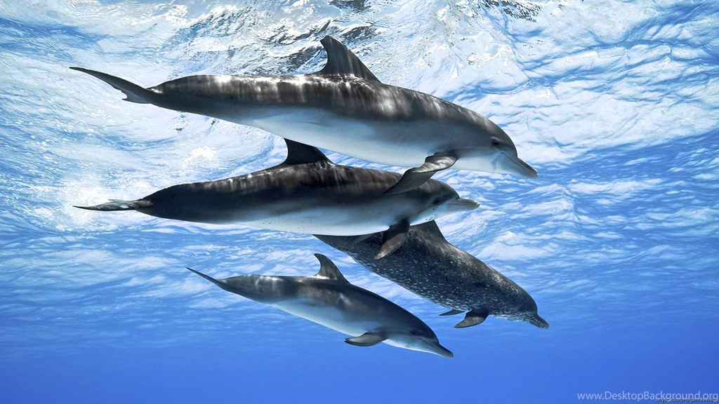 Bottlenose Dolphin HD Wallpapers Download Free Dolphin ... Desktop ...