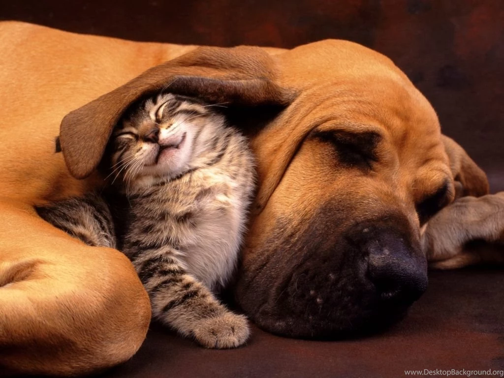 Funny Cat Download Free Wallpapers And Pictures