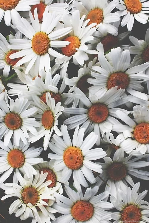 Wallpapers. On Pinterest