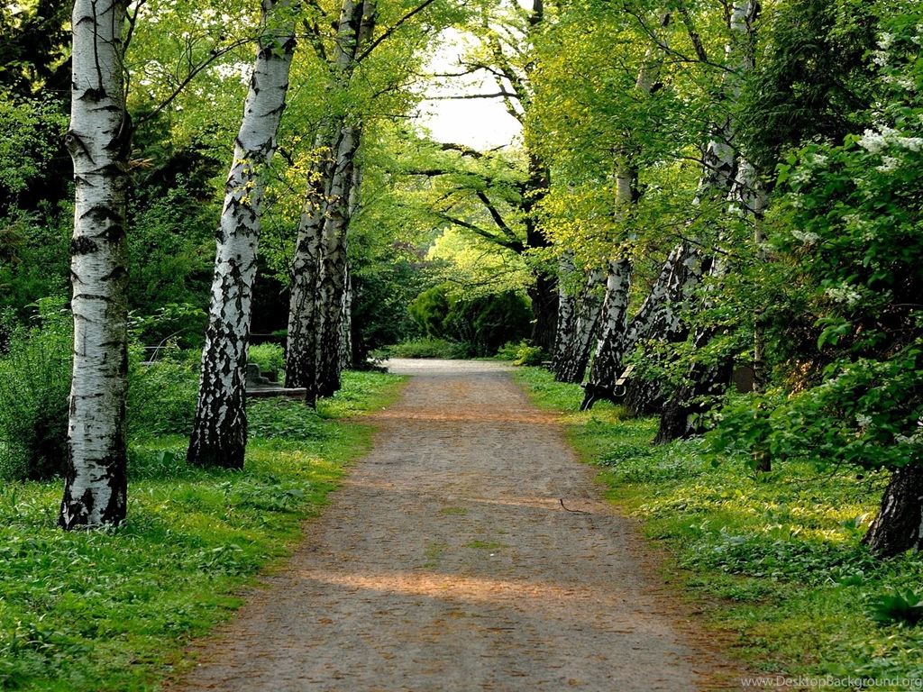 Tree Lined Dirt Road Beautiful Natural Scenery Desktop Wallpapers ...