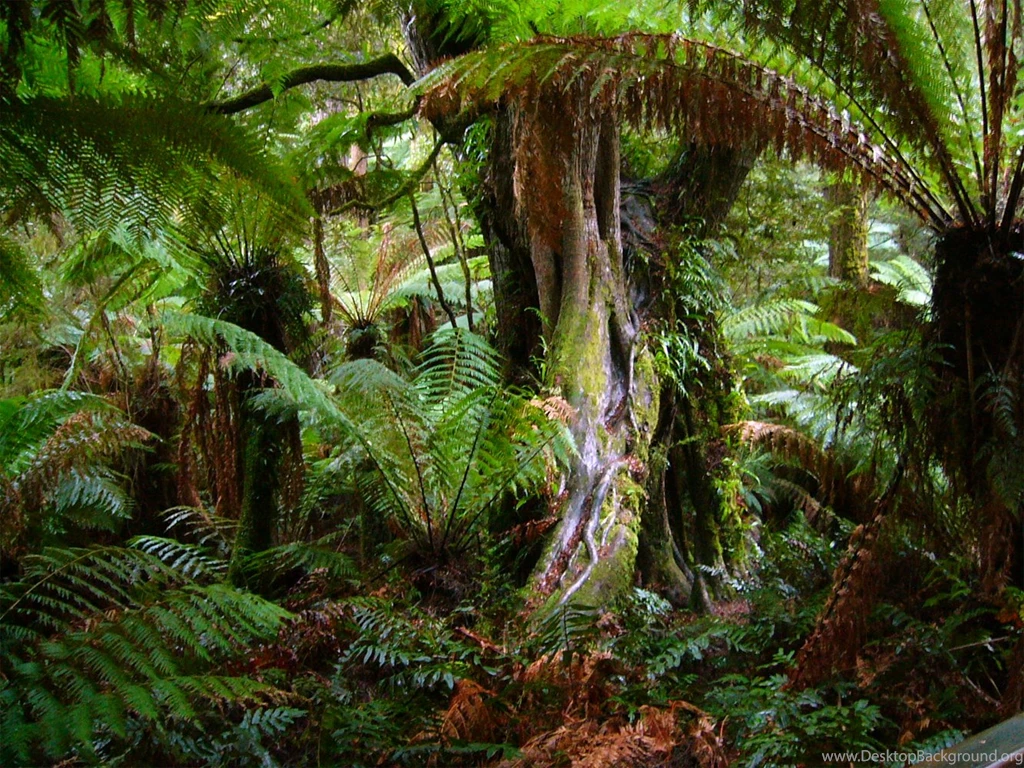 Tropical Rainforest