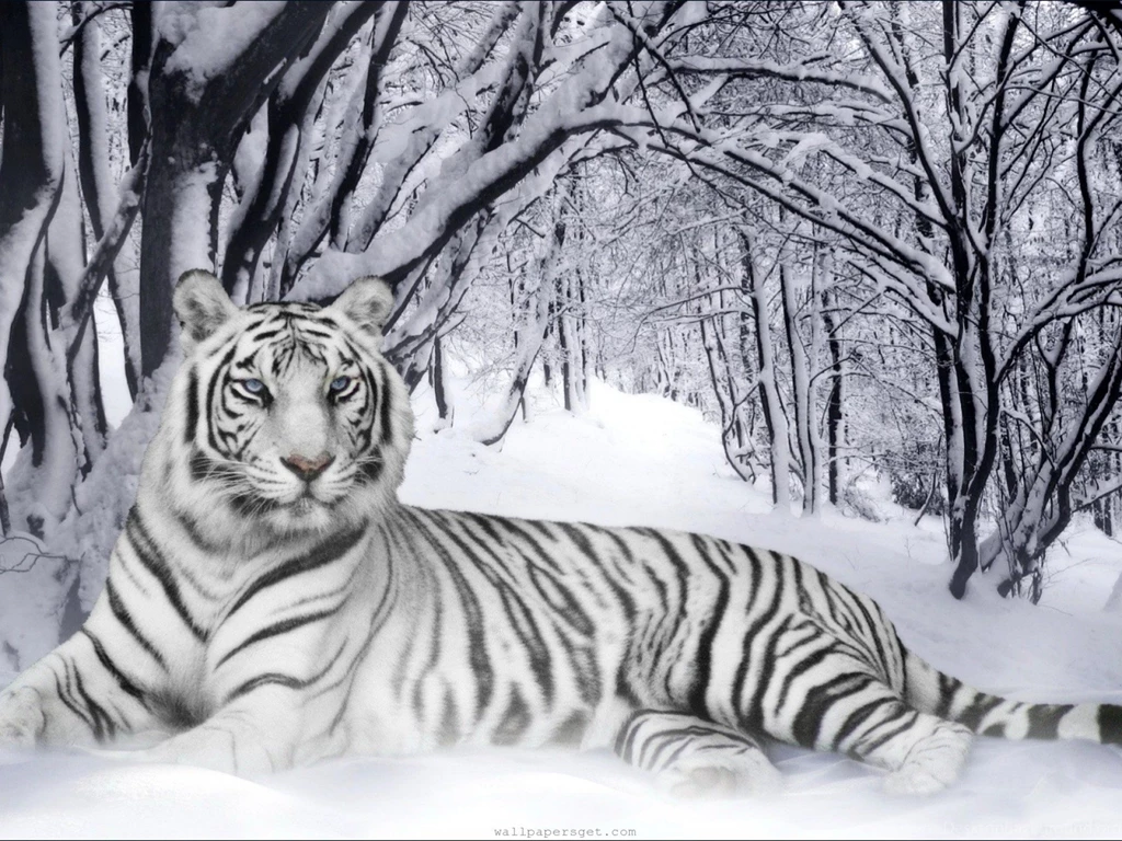 White Tiger Wallpapers