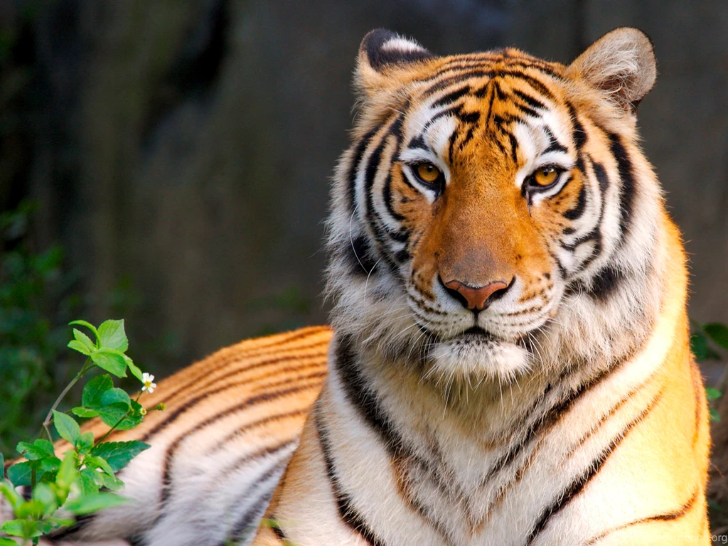 Download HD Tiger Beauty Desktop Wallpapers