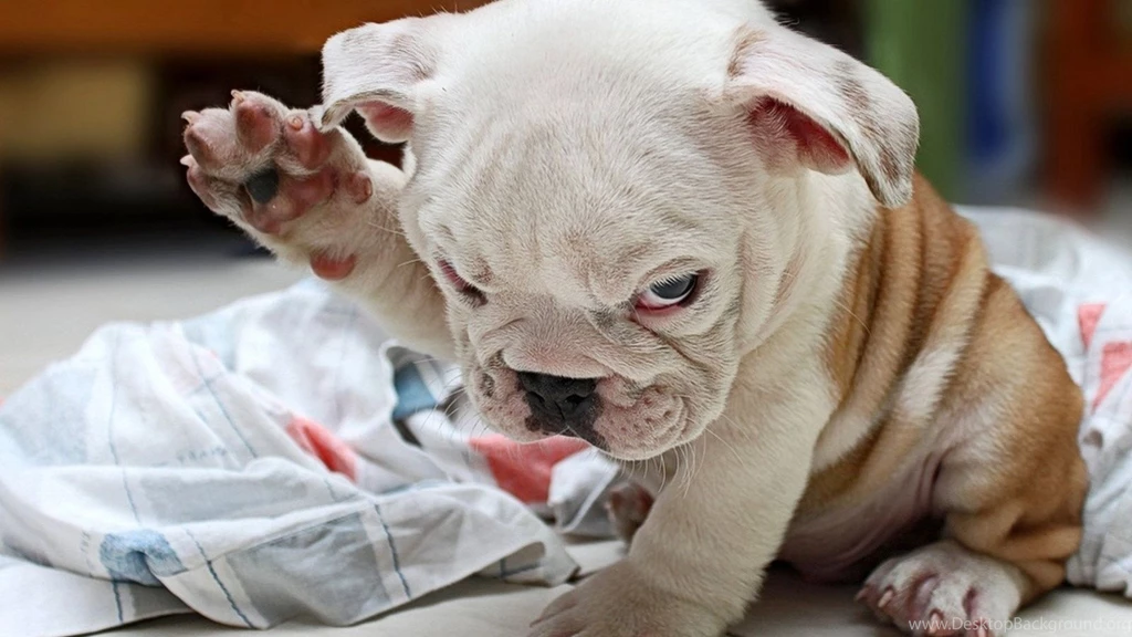 Download Wallpapers 1600x900 Puppy, Fold, Bulldog, Cute, Dog ...