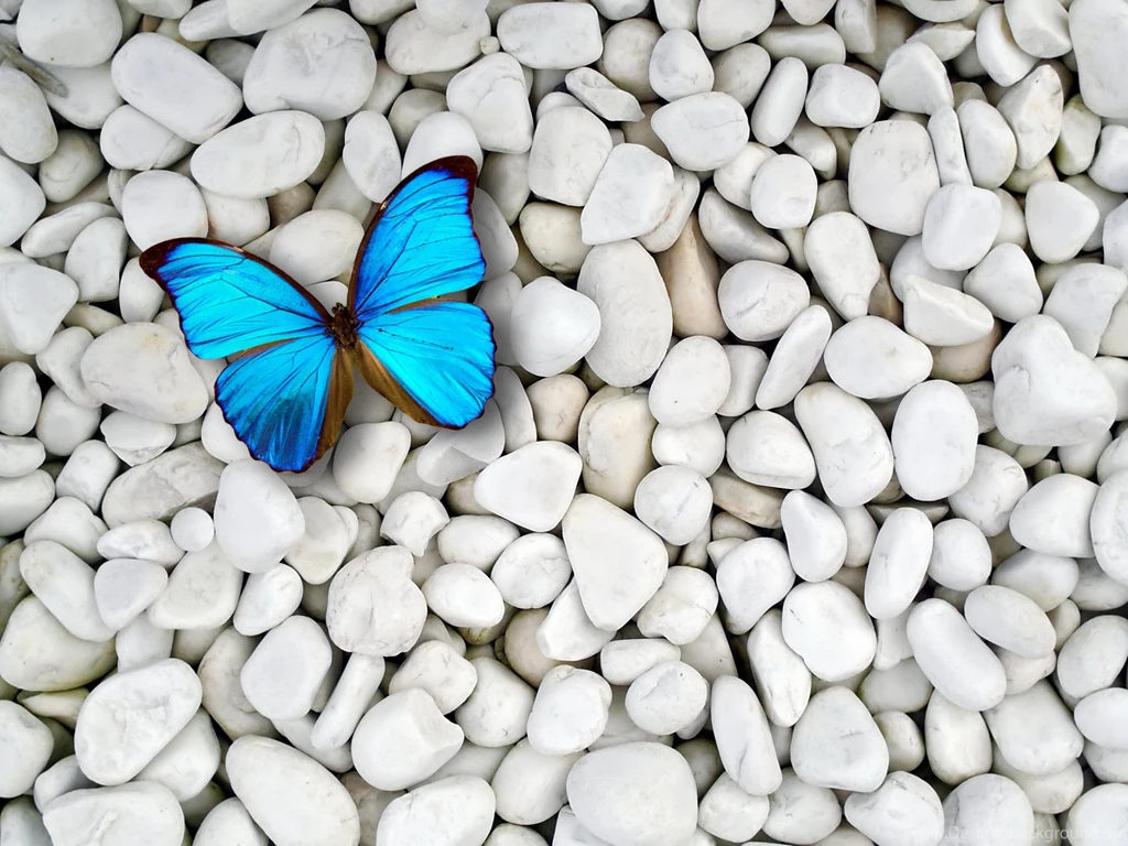 BLUE BUTTERFLY ON WHITE STONES WALLPAPER (