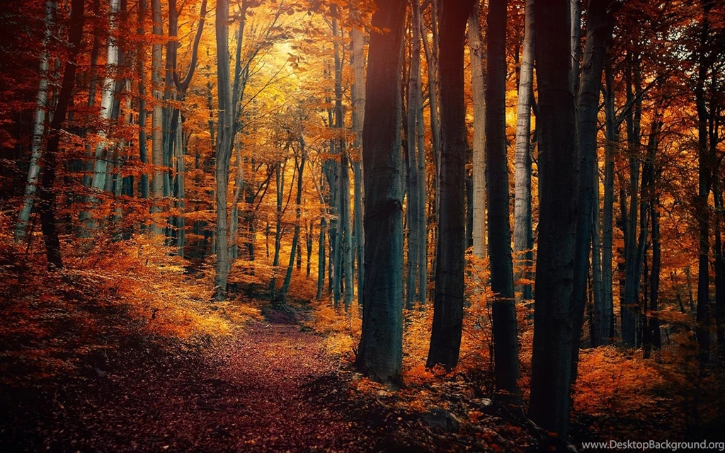 Path Through A Mysterious Yellow Forest In Autumn Wallpapers By ...