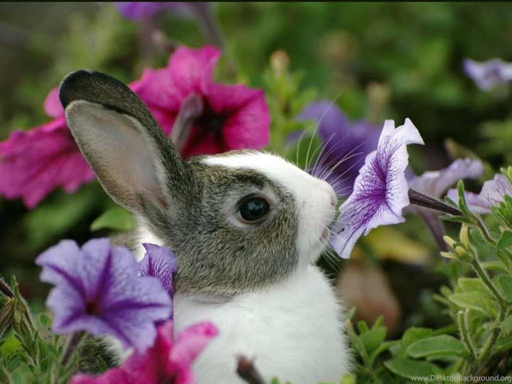 Baby Bunny Wallpapers Hd Images 3 Hd Wallpaperscom Desktop Background