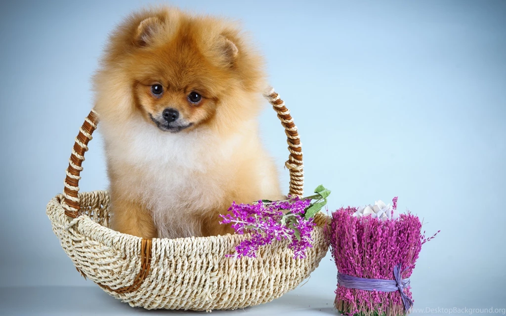 Dogs: Cute Blue Pink Flower Dog Sweet Animal Pomeranian Puppy ...