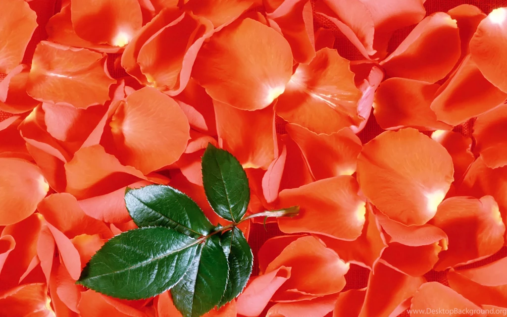 Wallpapers Symbol Most Beautiful Hd Flowers 1920x1200