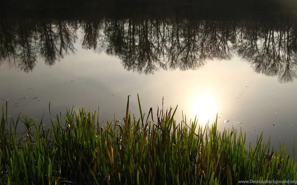Desktop Wallpapers · Gallery · Nature · Forest Pond Pictures ...