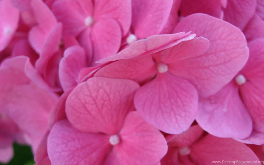 Pink Flowers Wallpapers