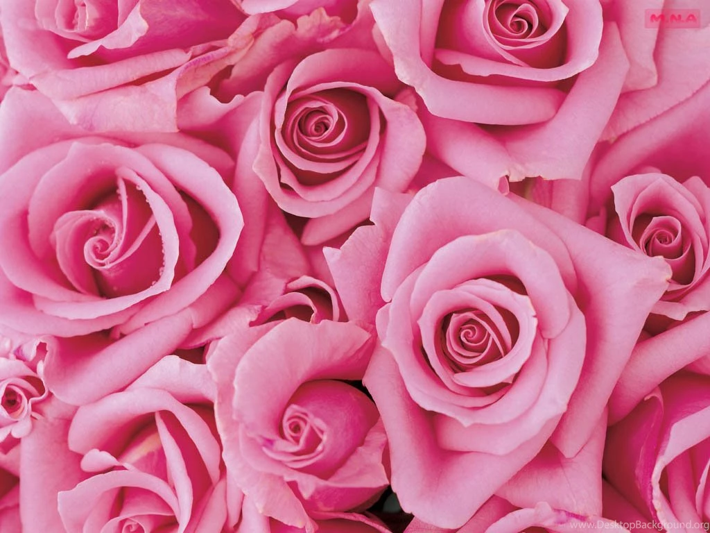Pink Flower Wallpapers Collection (42+)