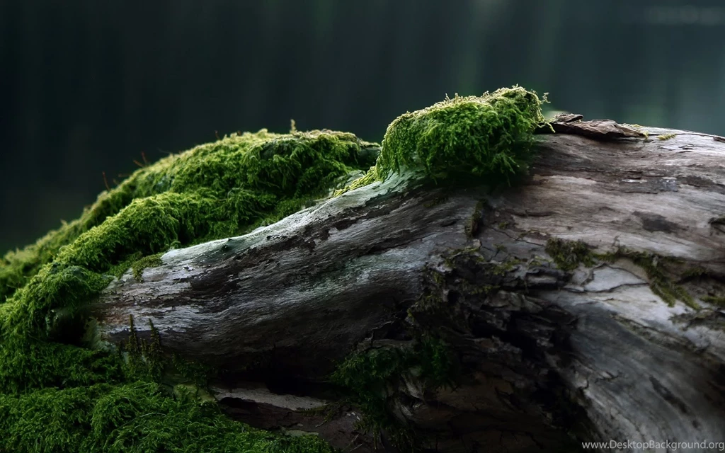 Desktop_wallpaper_hd_widescreen_8 HD Widescreen Wallpapers