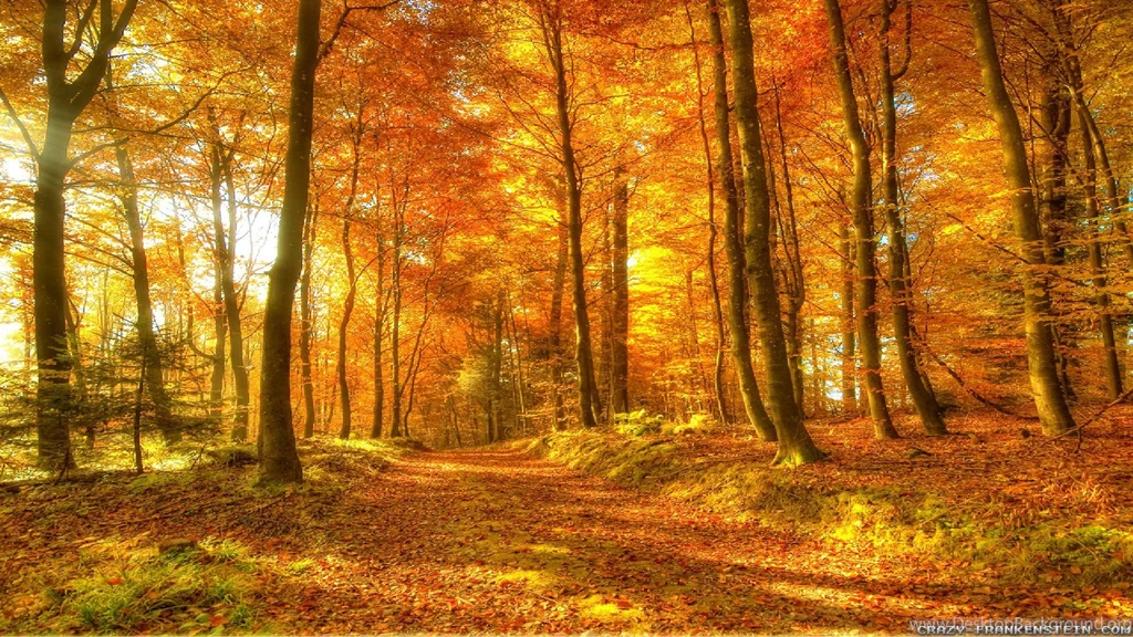 Autumn Woods Wallpapers Seasonal Crazy Frankenstein