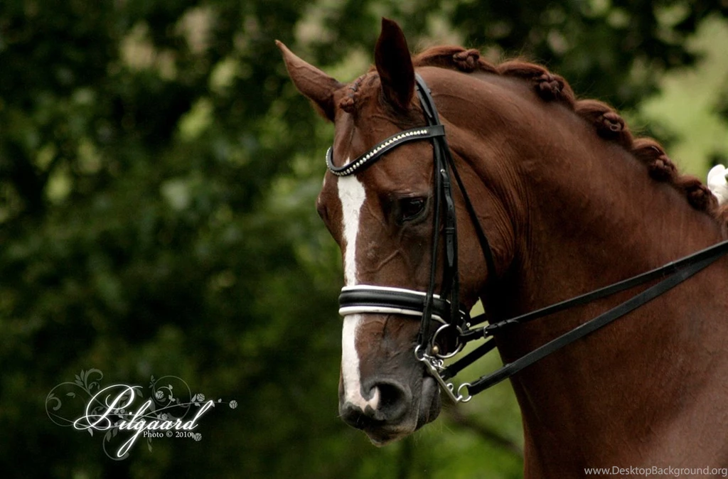 Dressage 04 By Cobertizo On DeviantArt