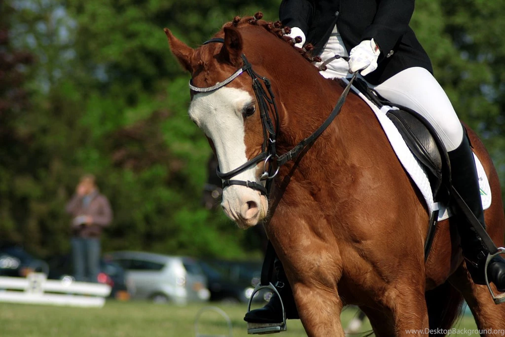 Dressage Stock 17 By Bundy Stock On DeviantArt