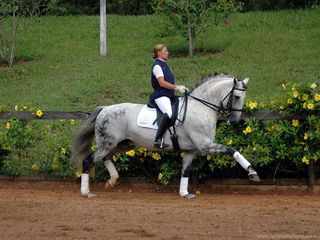 Dressage lusitano horse beautiful hd wallpapers.jpg