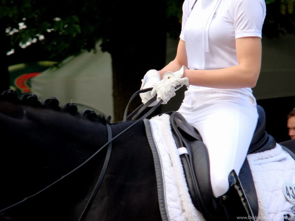 Dressage Detail Tack Saddle Hands Gloves By LuDa Stock On DeviantArt