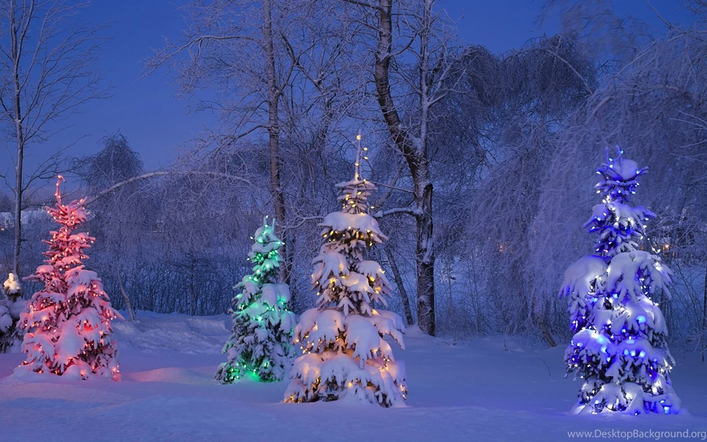 Canada Winter Trees Tree Snow Light Canada Winter Snow Tree Tree ...