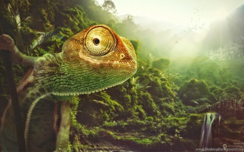 Download Free Wallpapers For Your Mobile And PC From These Free ...