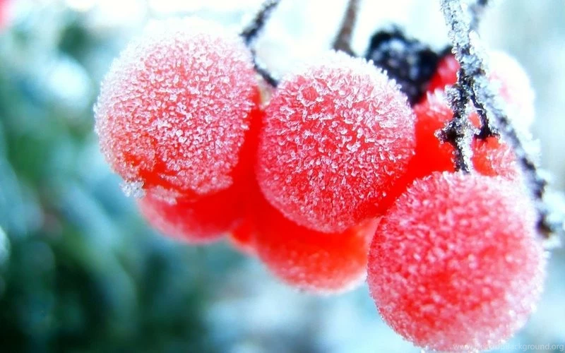 Winter Season Bokeh Berries Icicles 1680x1050 Wallpapers – Nature ...