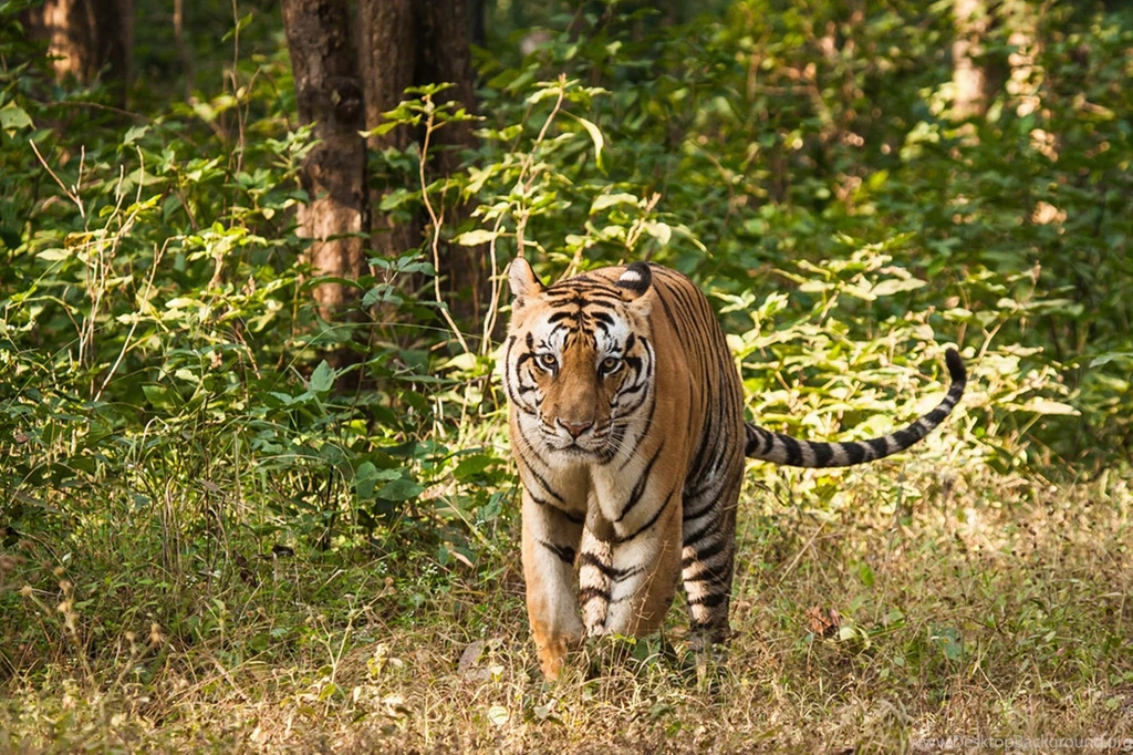 Tiger Predator Forest H Wallpapers