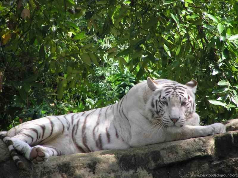 White Tiger Nature Forest Wallpaper Backgrounds Picture And Layout ...