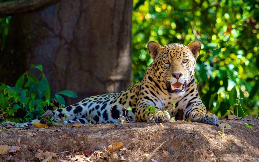 Jaguar Forest Wallpapers