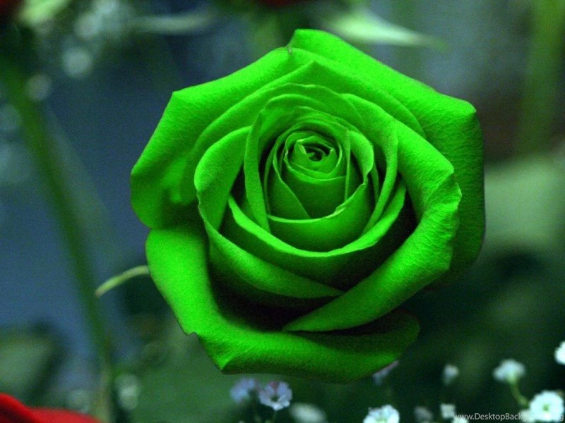Flowers Wallpapers