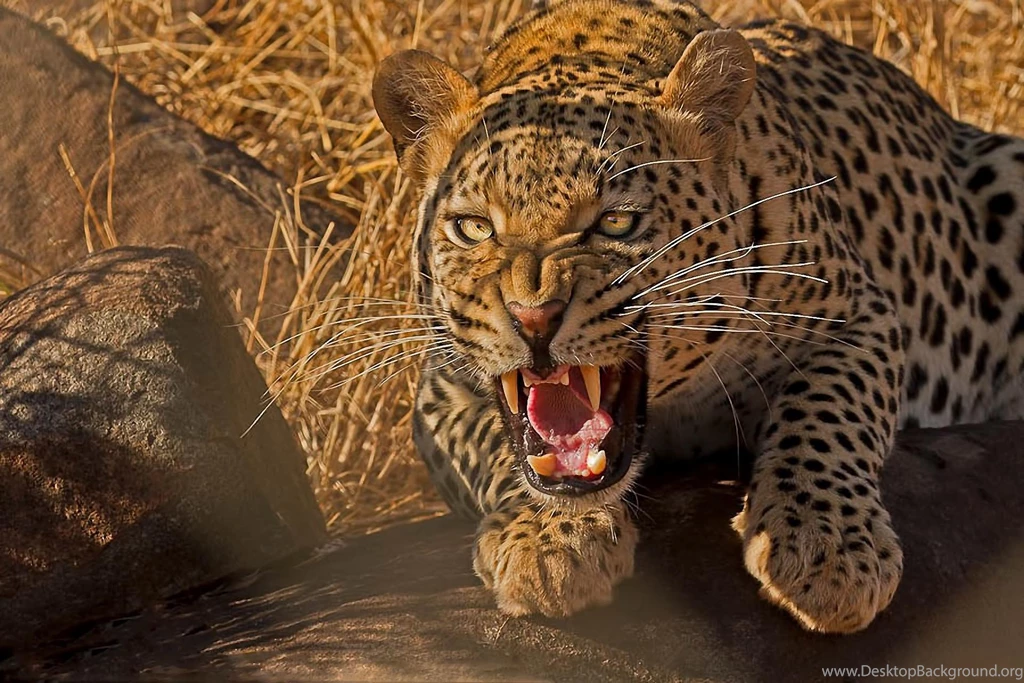 Leopard Wild Cat Predator Teeth Desktop Backgrounds >> HD ...