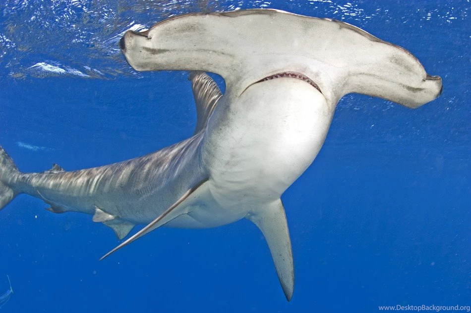 Hammerhead Shark HD Wallpaper Download Free HD Wallpapers ... Desktop ...