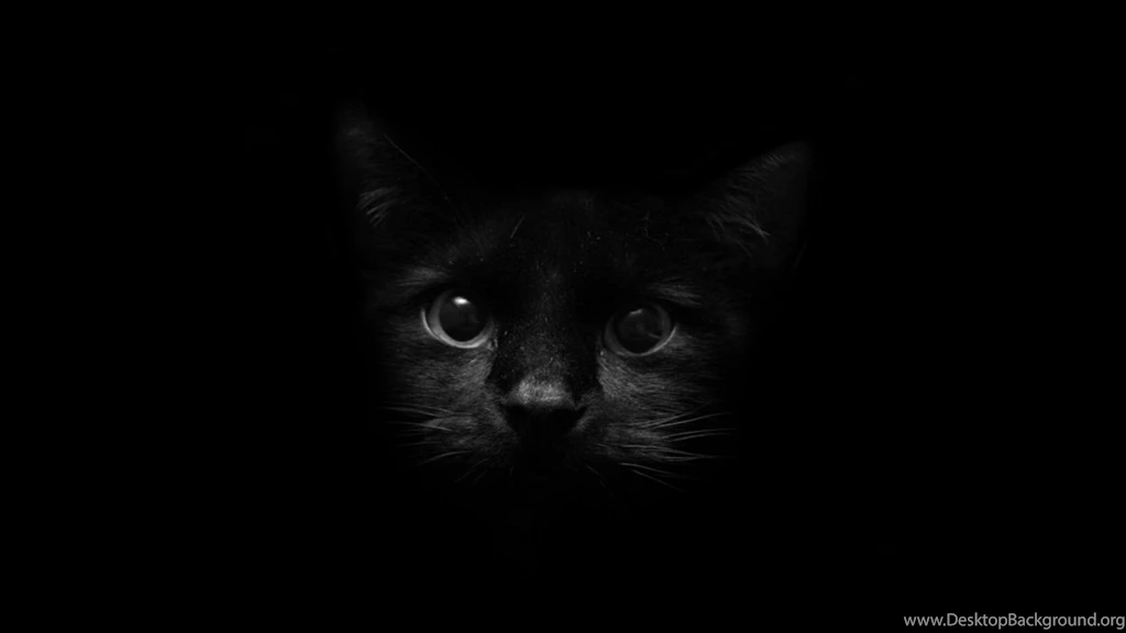 Black Cat In The Dark Wallpapers