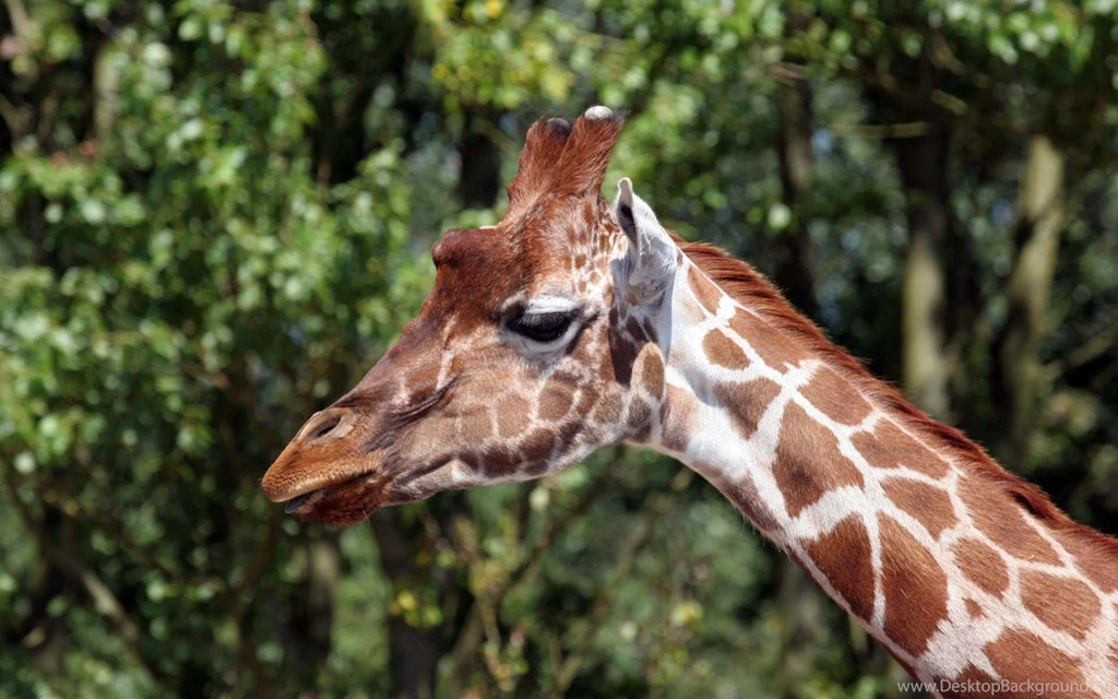Giraffe Head Wallpapers » WallDevil Best Free HD Desktop And ...