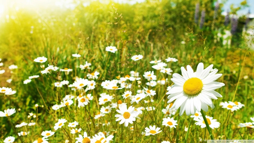 Download Sunny Snowy Day Wallpapers 1920x1080