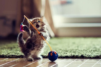 Playing Kitten Wallpapers Animal Wallpapers