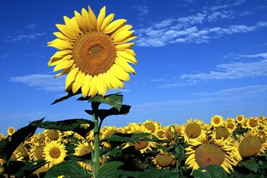 Beautiful Sunflower HD Wallpapers