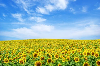 Wallpapers Tagged With SUNFLOWER