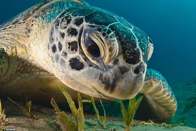 Green Sea Turtle Picture Underwater Wallpapers National ...