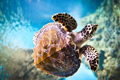 Turtle best hd wallpaper.jpg