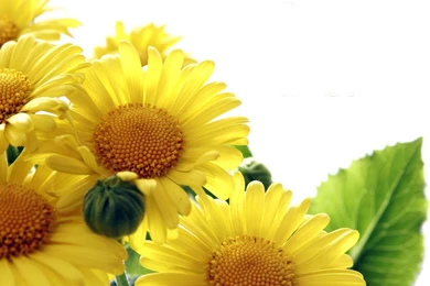 Sunflower Wallpapers Picture