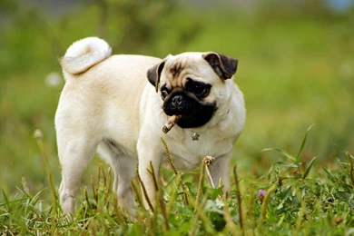 Pug Wallpapers Animal Wallpapers