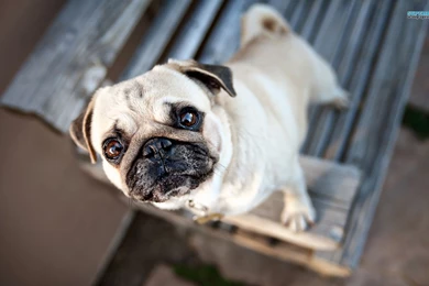 Pug Wallpapers Animal Wallpapers