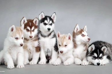 Siberian Husky Wallpapers 4/4