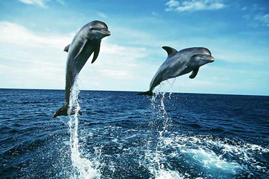 Dolphins Wide Desktop Backgrounds Wallpapers